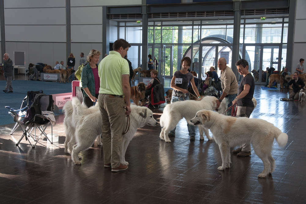 Pyrenäenberghund - German Winner Show Leipzig 23.08.2014 und Internationale Ausstellung Leipzig 24.08.2014