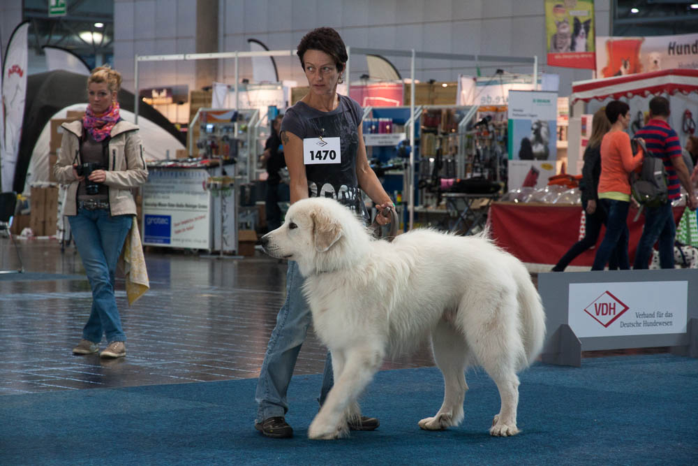 Pyrenäenberghund - German Winner Show Leipzig 23.08.2014 und Internationale Ausstellung Leipzig 24.08.2014