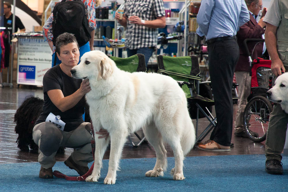 Pyrenäenberghund - German Winner Show Leipzig 23.08.2014 und Internationale Ausstellung Leipzig 24.08.2014