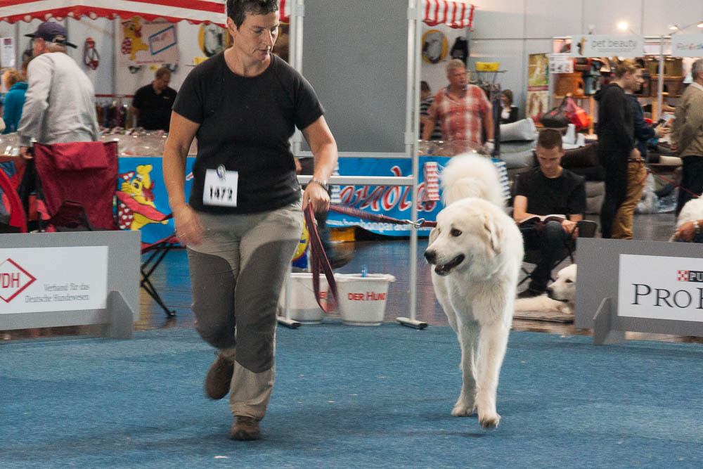 Pyrenäenberghund - German Winner Show Leipzig 23.08.2014 und Internationale Ausstellung Leipzig 24.08.2014