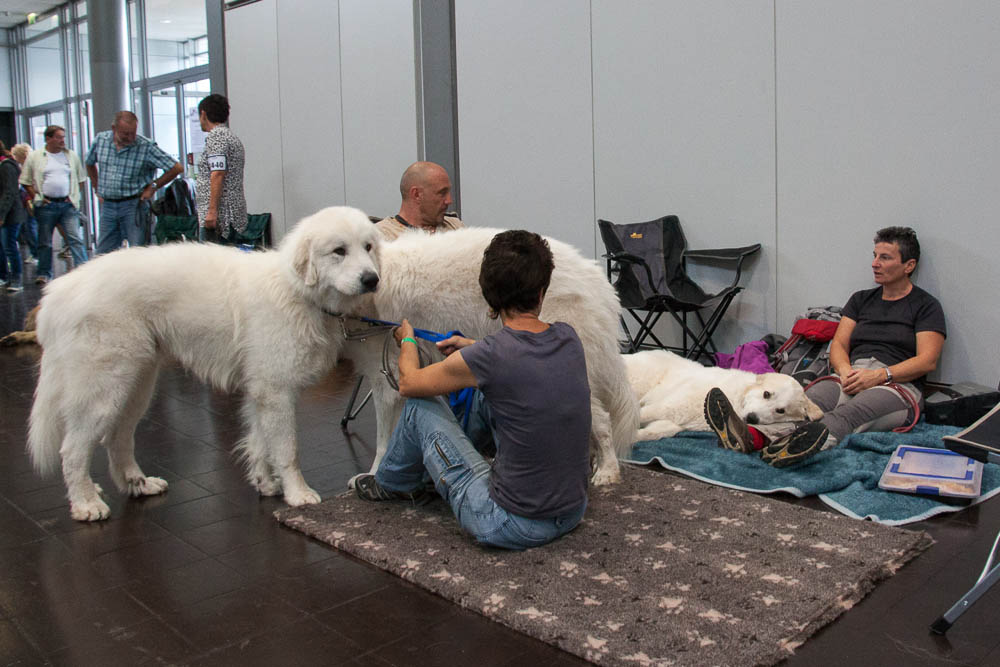 Pyrenäenberghund - German Winner Show Leipzig 23.08.2014 und Internationale Ausstellung Leipzig 24.08.2014