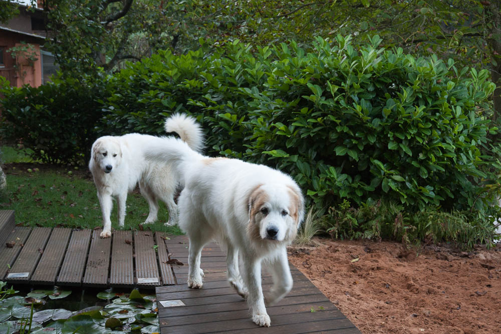 Pyrenäenberghund - Besuch von Balou September 2014