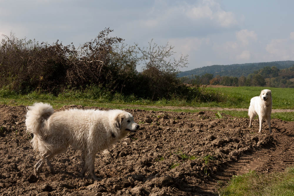 Pyrenäenberghund - Herbstwochenende in Rötz Oktober 2014