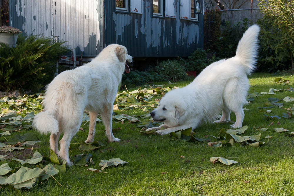 Pyrenäenberghund - Zu Besuch bei Hadrien und Cyrano November 2014