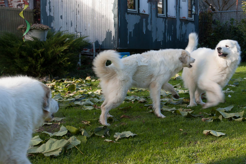 Pyrenäenberghund - Zu Besuch bei Hadrien und Cyrano November 2014