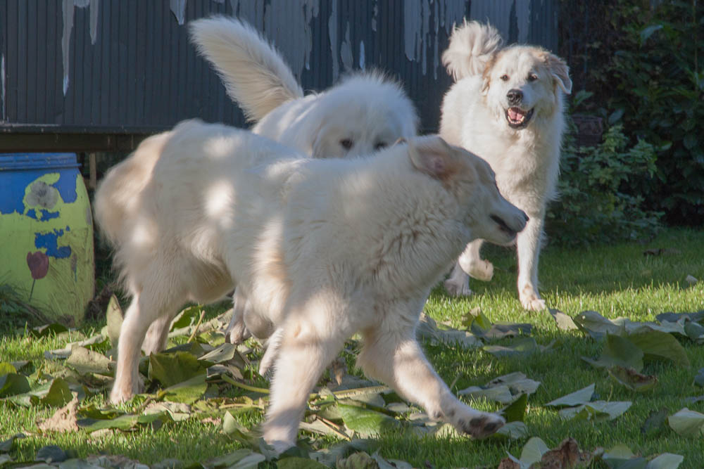 Pyrenäenberghund - Zu Besuch bei Hadrien und Cyrano November 2014