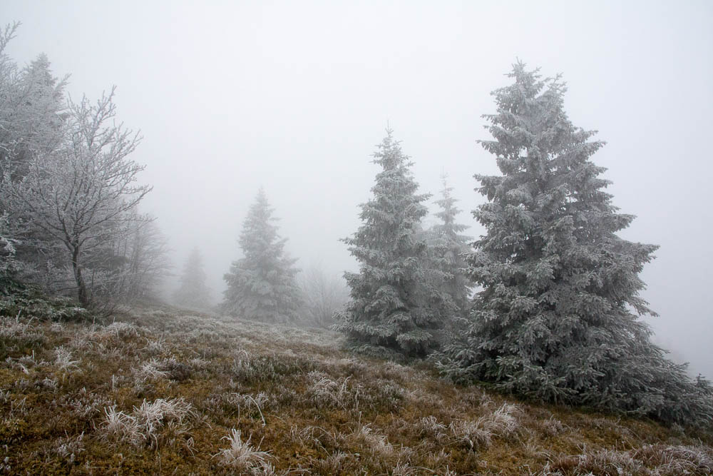 Urlaub mit Pyrenäenberghund Dezember 2014 - Frankreich - St. Amarin (Elsass)