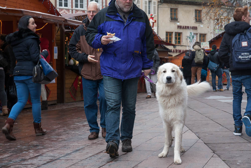 Urlaub mit Pyrenäenberghund Dezember 2014 - Frankreich - St. Amarin (Elsass)