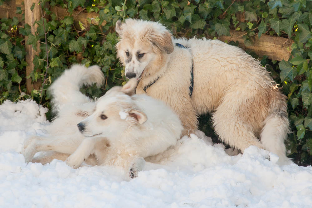 Pyrenäenberghund - Héloise und Esclarmonde (genannt Eclaire) Januar 2015