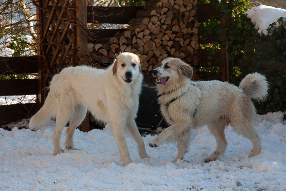 Pyrenäenberghund - Héloise und Esclarmonde (genannt Eclaire) Januar 2015 - Gruppenbild