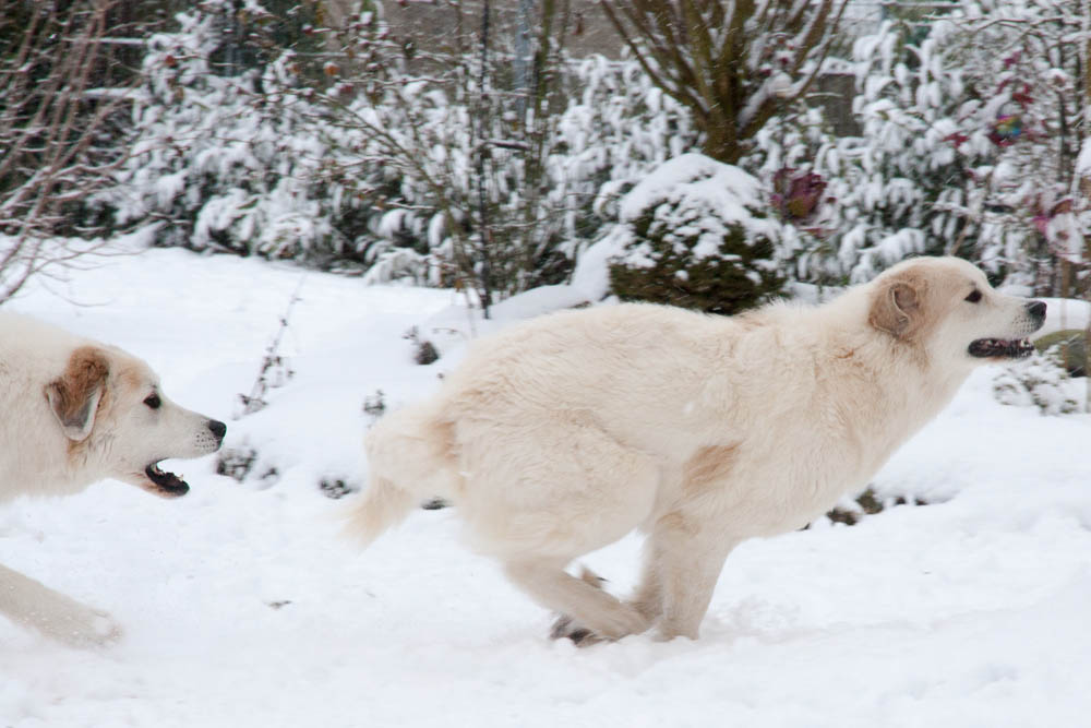 Pyrenäenberghund - Zu Besuch bei Cyrano und Hadrien Januar 2015