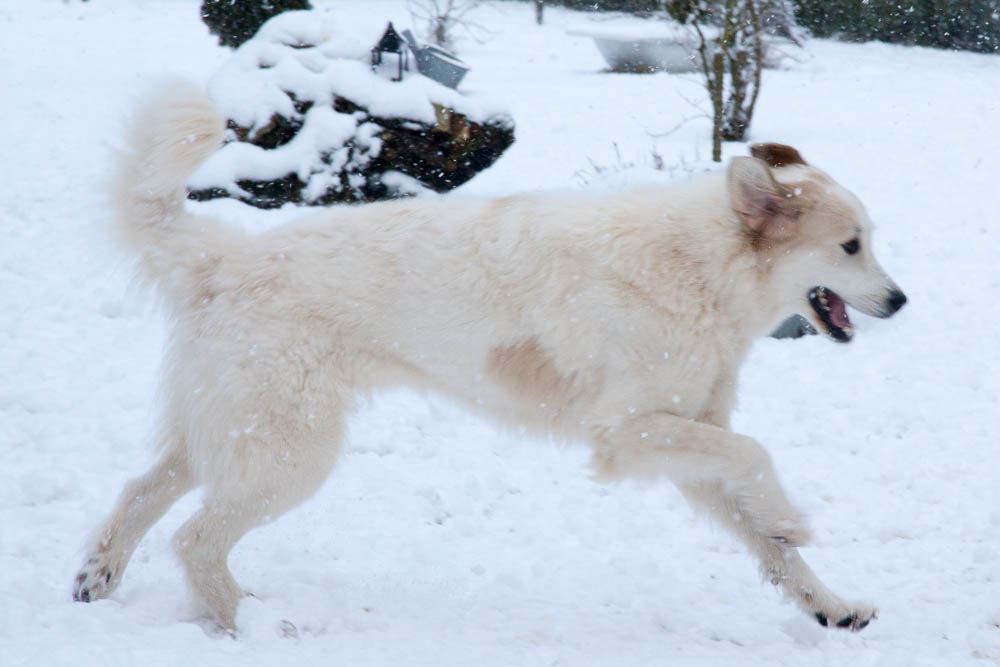 Pyrenäenberghund - Zu Besuch bei Cyrano und Hadrien Januar 2015 - Gruppenbild