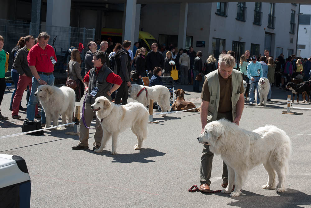 Pyrenäenberghund - Ausstellung Chemnitz April 2015