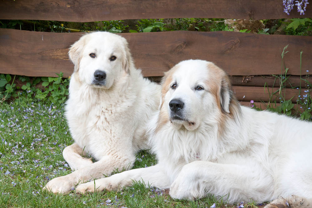Pyrenäenberghund - Besuch von Balou Pfingsten 2015 - Gruppenbild