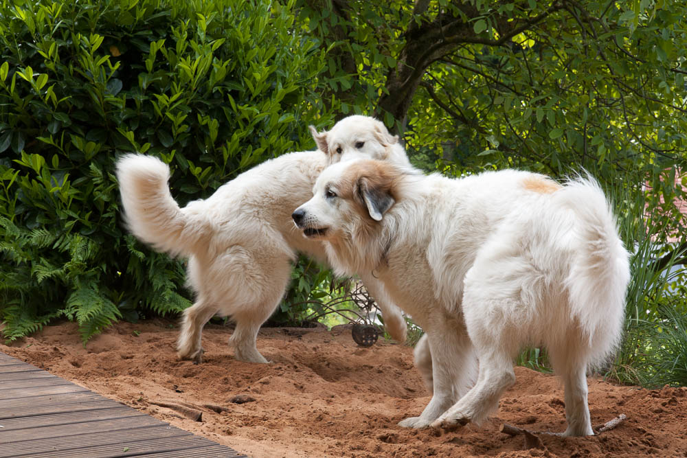 Pyrenäenberghund - Besuch von Balou Pfingsten 2015