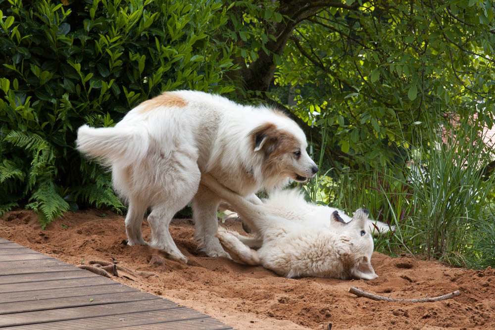 Pyrenäenberghund - Besuch von Balou Pfingsten 2015