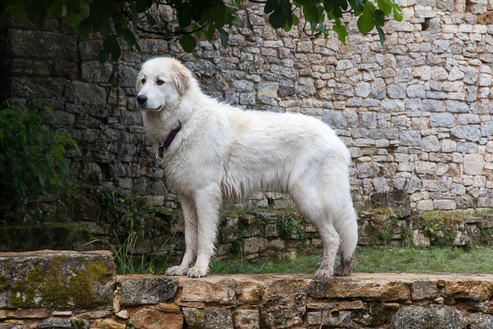 Urlaub mit Pyrenäenberghund Juni 2015 - Frankreich - Paddeln an der Dordogne und Wandern in St. Julien de Jordanne (Zentralmassiv, Cantal) - Cantal1