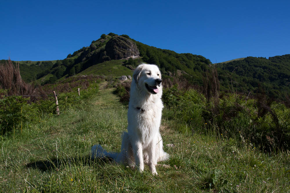 Urlaub mit Pyrenäenberghund Juni 2015 - Frankreich - Paddeln an der Dordogne und Wandern in St. Julien de Jordanne (Zentralmassiv, Cantal) - Cantal2