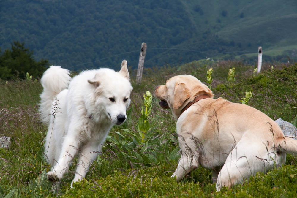 Urlaub mit Pyrenäenberghund Juni 2015 - Frankreich - Paddeln an der Dordogne und Wandern in St. Julien de Jordanne (Zentralmassiv, Cantal) - Cantal3