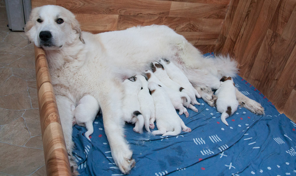 Pyrenäenberghund - Welpen D-Wurf November 2015 - Gruppenbild