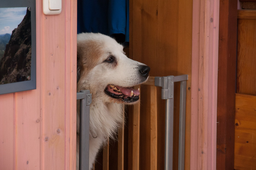 Pyrenäenberghund - 06. bis 09. Dezember 2015 Besuch von Papa Balou - Gruppenbild