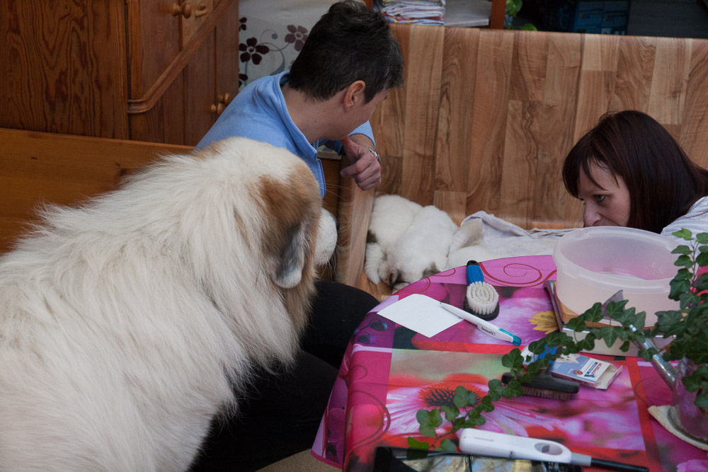 Pyrenäenberghund - 06. bis 09. Dezember 2015 Besuch von Papa Balou