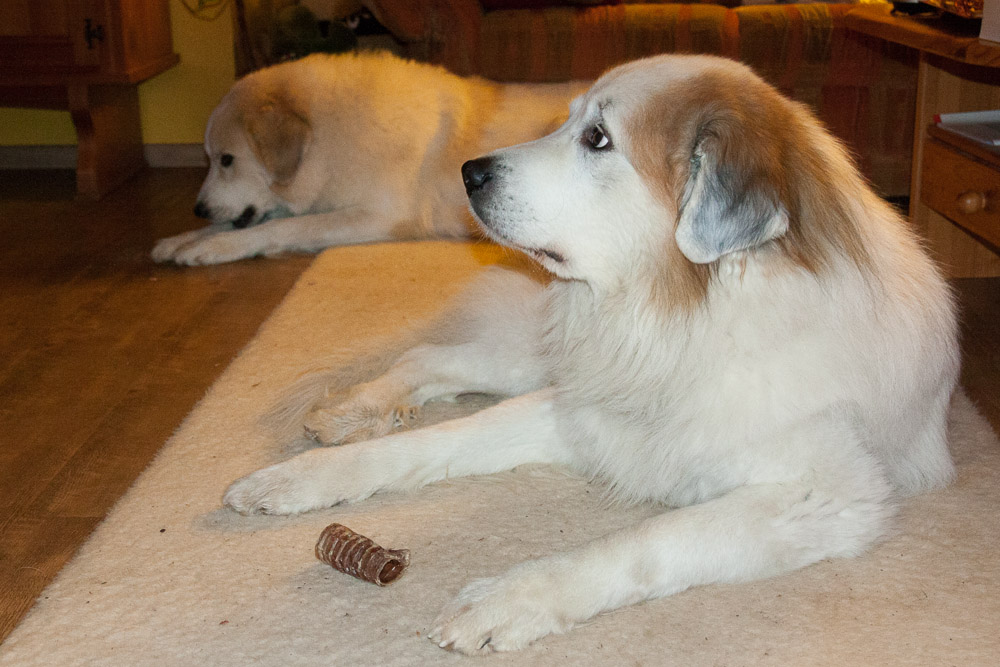 Pyrenäenberghund - 06. bis 09. Dezember 2015 Besuch von Papa Balou