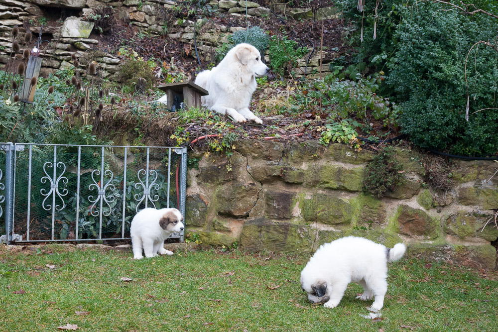 Pyrenäenberghund - Welpen D-Wurf Dezember 2015 - Gruppenbild