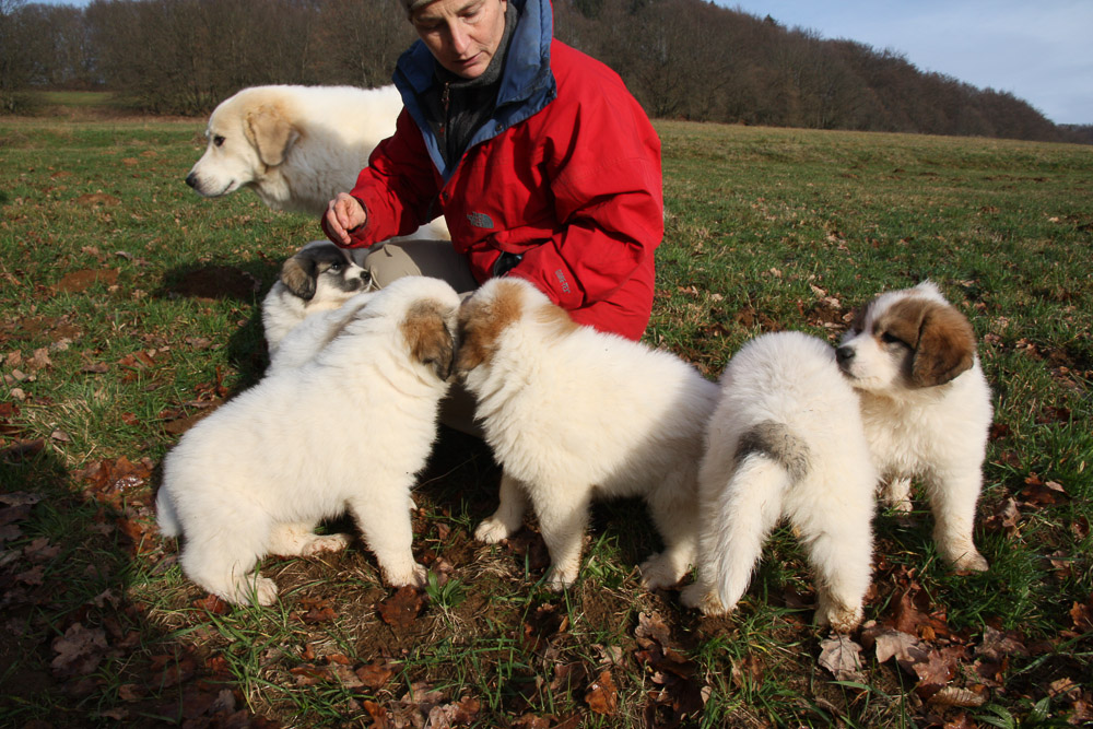 Pyrenäenberghund - Welpen D-Wurf Dezember 2015 - Gruppenbild