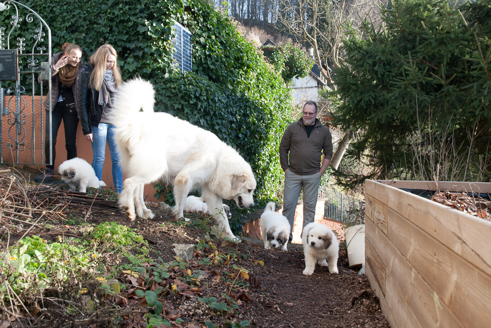 Pyrenäenberghund - Welpen D-Wurf Dezember 2015 - Gruppenbild