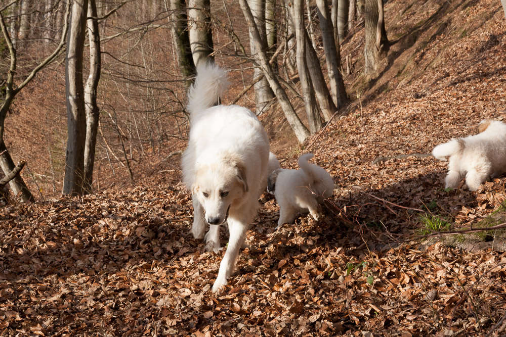 Pyrenäenberghund - Welpen D-Wurf Dezember 2015