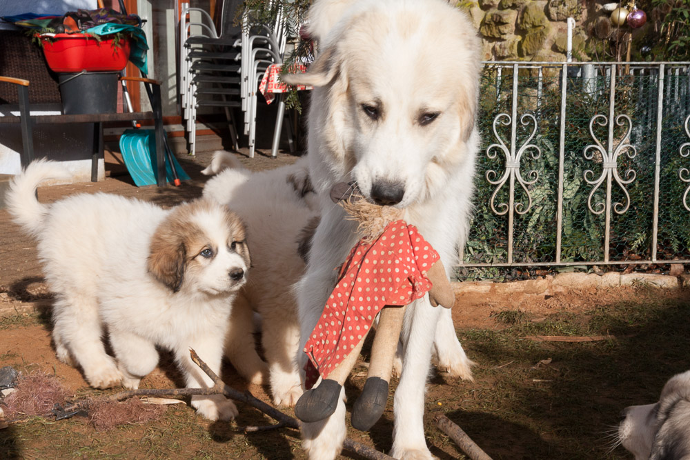 Pyrenäenberghund - D-Wurf Januar 2016  - Gruppenbild