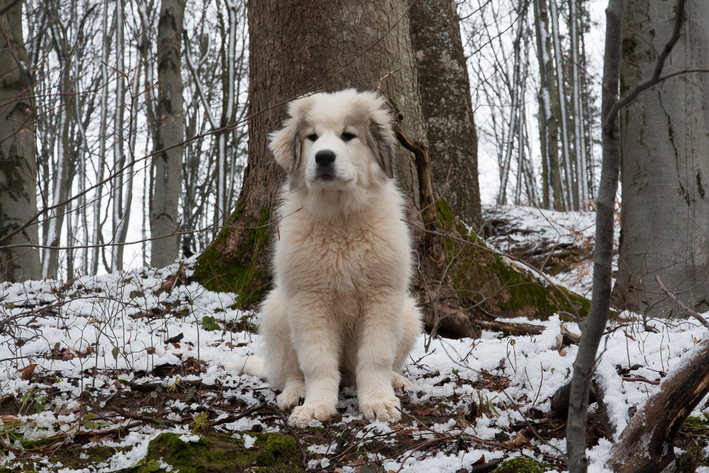 Pyrenäenberghund - D-Wurf Februar 2016  - Gruppenbild