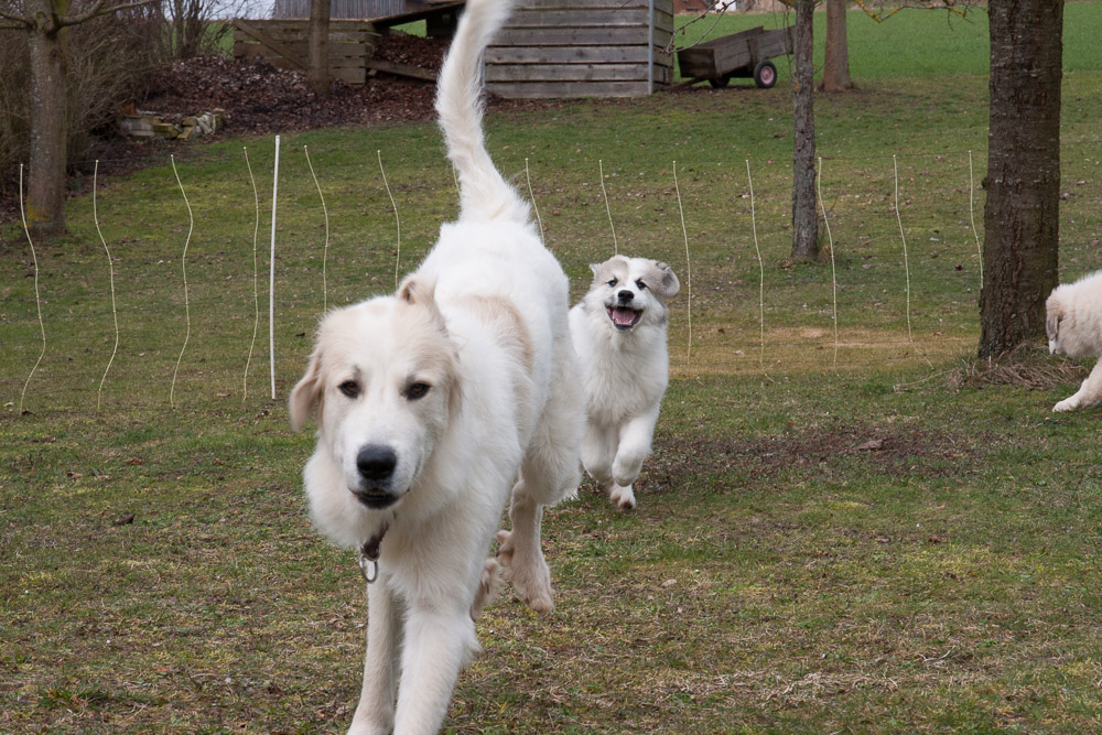 Pyrenäenberghund - 24. Februar 2016 - Zu Besuch bei Dorine