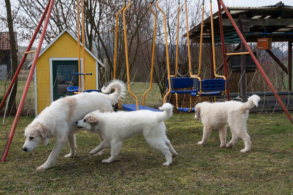 Pyrenäenberghund - 09. März 2016 - Zu Besuch bei Dorine - Gruppenbild