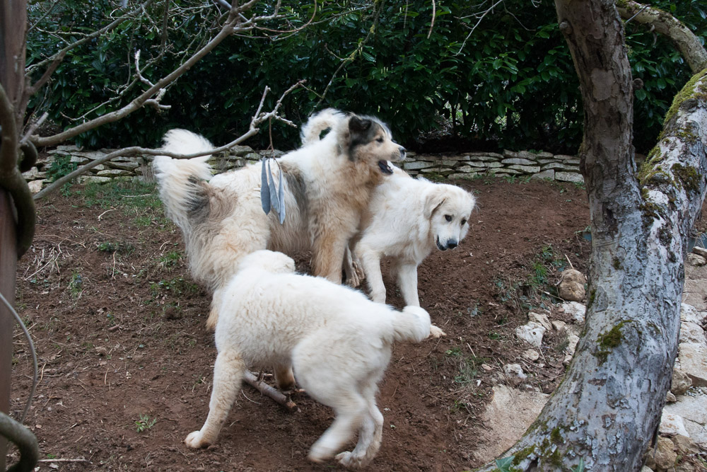 Pyrenäenberghund - 12. März 2016 - Besuch von Charif