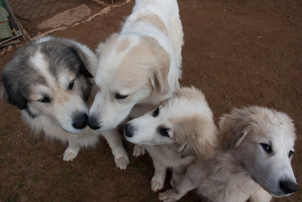 Pyrenäenberghund - 16. März 2016 - Charif und Dominique - Gruppenbild