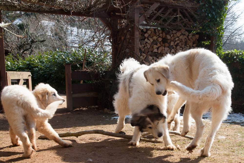 Pyrenäenberghund - 16. März 2016 - Charif und Dominique