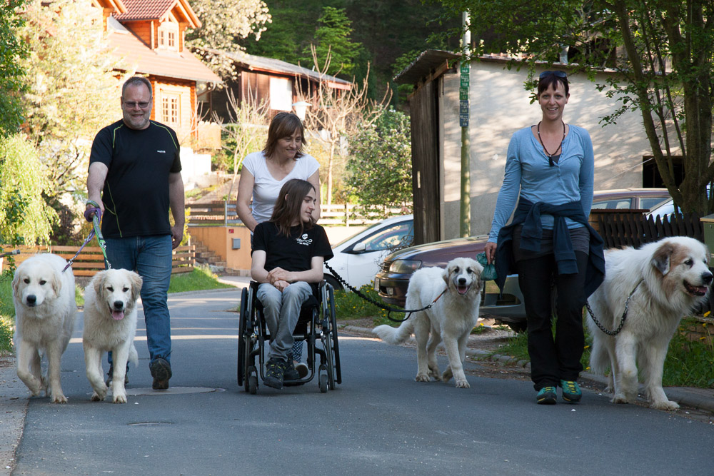 Pyrenäenberghund - Anfang Mai 2016 Besuch von Papa Balou - Gruppenbild