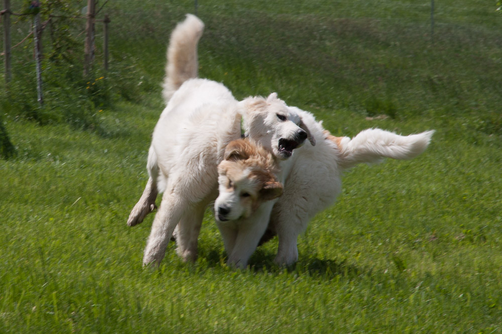 Pyrenäenberghund - Pfingstsonntag zu Besuch bei Dianne alias Yuki