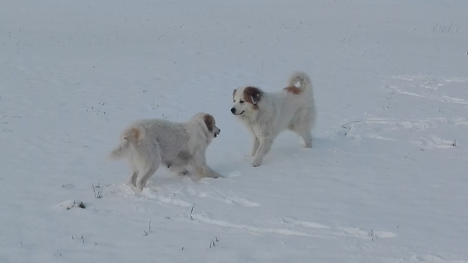 Pyrenäenberghund - D-Wurf Januar 2016 