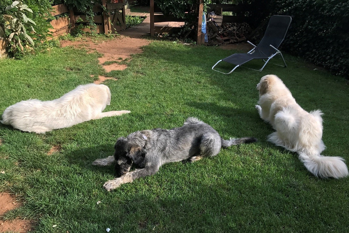 Pyrenäenberghund - 09. bis 25. August 2017 - Urlaubsgast Sam