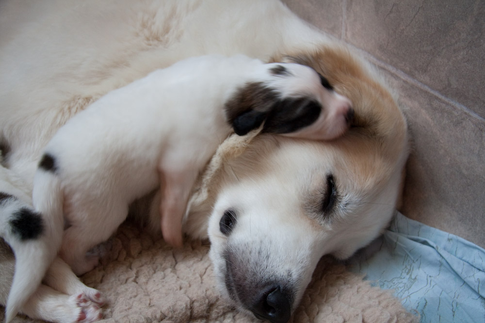 Pyrenäenberghund C-Wurf - Kuscheln bei Mama