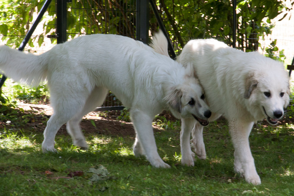 Pyrenäenberghund - Anfang Juli zu Besuch bei Dorine