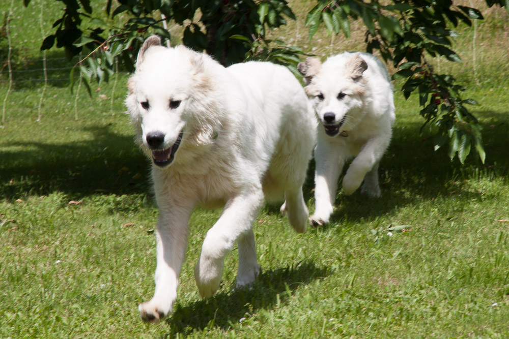 Pyrenäenberghund - Anfang Juli zu Besuch bei Dorine