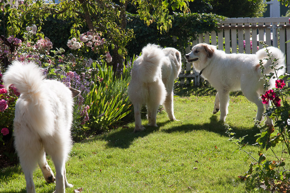 Pyrenäenberghund - Mitte Juli zu Besuch bei Davide alias Teddy - Gruppenbild