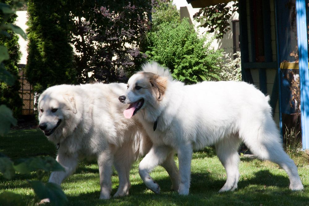 Pyrenäenberghund - Mitte Juli zu Besuch bei Davide alias Teddy
