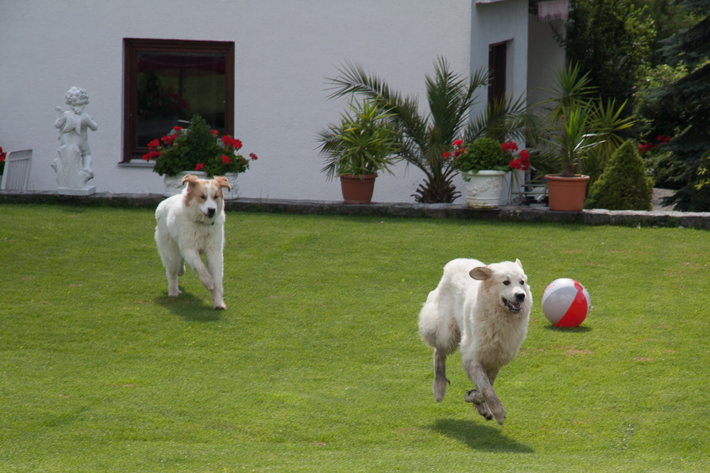 Pyrenäenberghund - Ende Juli zu Besuch bei Daniel alias Pepe