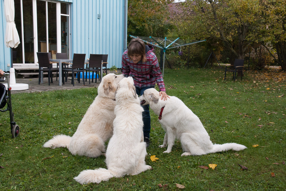 Pyrenäenberghund - Zu Besuch bei Dorine Ende Oktober 2016