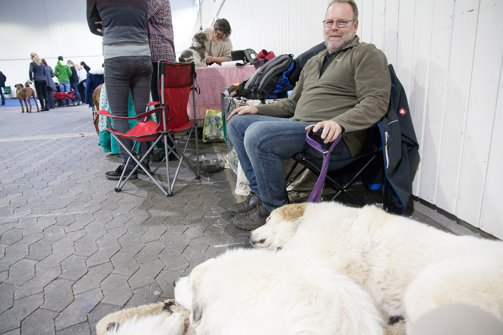 Pyrenäenberghund - Nationale und Internationale Rassehunde-Ausstellung Kassel 2016 (10./11.12.2016)